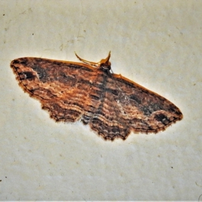 Chloroclystis filata (Filata Moth, Australian Pug Moth) at Wanniassa, ACT - 2 May 2021 by JohnBundock