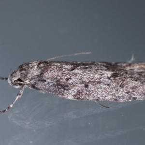 Oecophoridae (family) at Melba, ACT - 25 Apr 2021