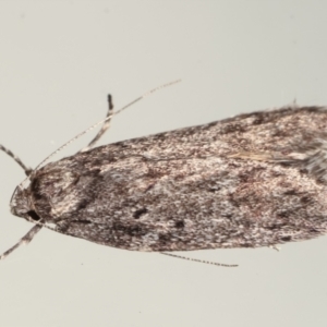 Oecophoridae (family) at Melba, ACT - 25 Apr 2021