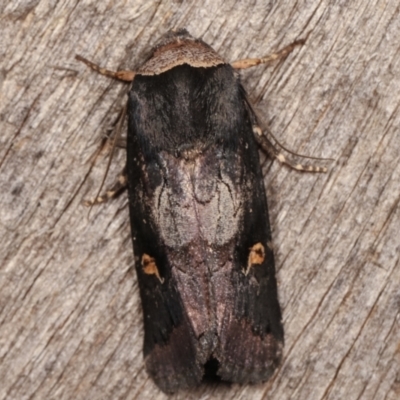 Proteuxoa cinereicollis (A noctuid or owlet moth) at Melba, ACT - 25 Apr 2021 by kasiaaus
