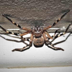 Neosparassus calligaster at Wanniassa, ACT - 2 May 2021