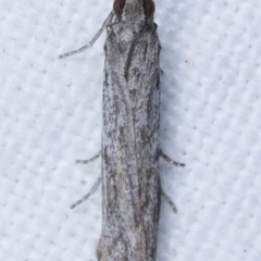 Homoeosoma vagella at Melba, ACT - 25 Apr 2021 11:39 PM