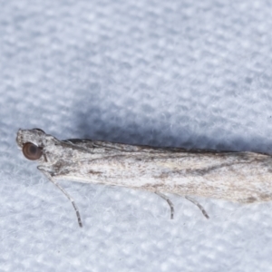 Homoeosoma vagella at Melba, ACT - 25 Apr 2021 11:39 PM