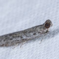 Homoeosoma vagella at Melba, ACT - 25 Apr 2021 11:39 PM