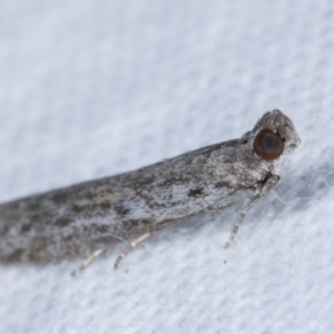 Homoeosoma vagella at Melba, ACT - 25 Apr 2021 11:39 PM