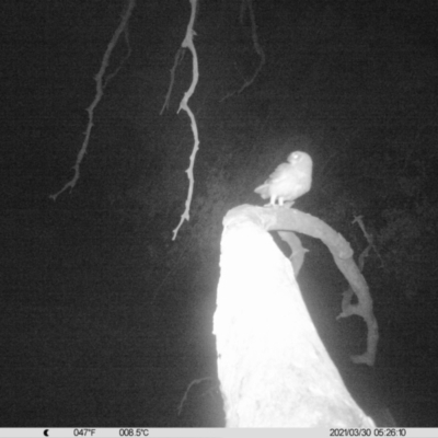 Ninox boobook (Southern Boobook) at Monitoring Site 008 - Riparian - 29 Mar 2021 by ChrisAllen