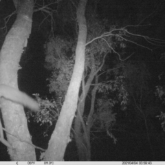 Petaurus norfolcensis (Squirrel Glider) at Monitoring Site 009 - Riparian - 4 Apr 2021 by ChrisAllen