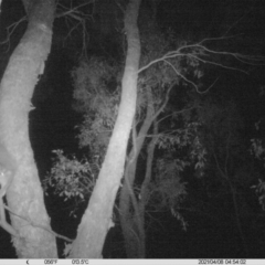 Petaurus norfolcensis (Squirrel Glider) at Monitoring Site 009 - Riparian - 7 Apr 2021 by ChrisAllen
