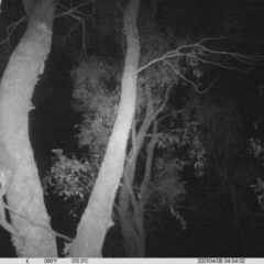 Petaurus norfolcensis (Squirrel Glider) at Albury - 7 Apr 2021 by ChrisAllen