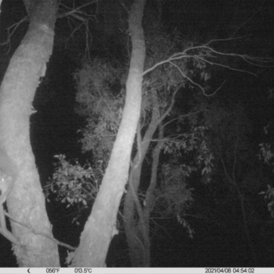 Petaurus norfolcensis (Squirrel Glider) at Monitoring Site 009 - Riparian - 7 Apr 2021 by ChrisAllen