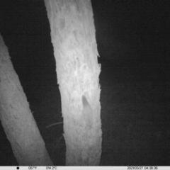 Petaurus norfolcensis (Squirrel Glider) at Table Top, NSW - 27 Mar 2021 by ChrisAllen