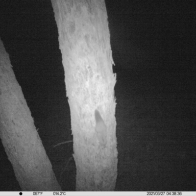 Petaurus norfolcensis (Squirrel Glider) at Table Top, NSW - 26 Mar 2021 by ChrisAllen