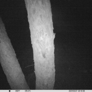 Petaurus norfolcensis at Table Top, NSW - 27 Mar 2021 08:14 PM