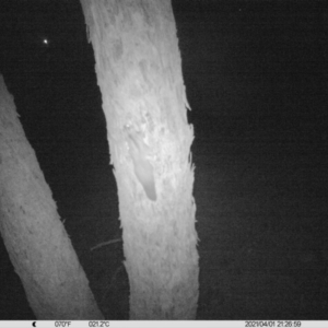 Petaurus norfolcensis at Table Top, NSW - 1 Apr 2021 09:27 PM