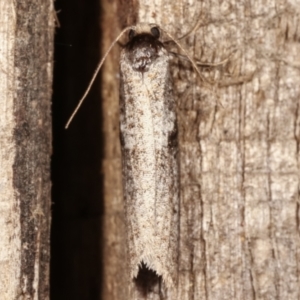 Lepidoscia euryptera at Melba, ACT - 25 Apr 2021