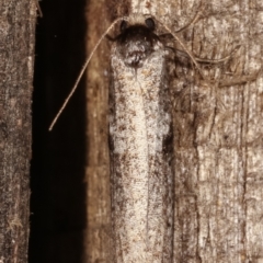 Lepidoscia euryptera at Melba, ACT - 25 Apr 2021