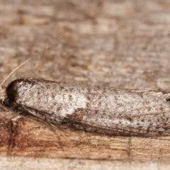 Lepidoscia euryptera at Melba, ACT - 25 Apr 2021