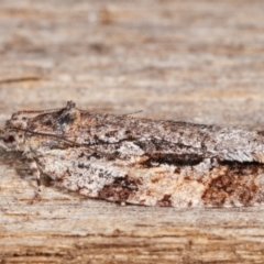 Thrincophora inconcisana at Melba, ACT - 26 Apr 2021