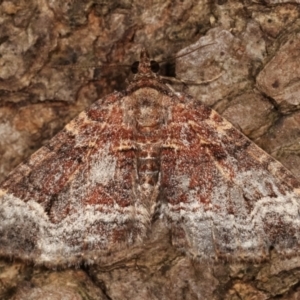 Epyaxa subidaria at Melba, ACT - 26 Apr 2021 10:16 PM