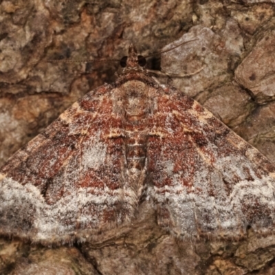 Epyaxa subidaria (Subidaria Moth) at Melba, ACT - 26 Apr 2021 by kasiaaus