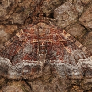 Epyaxa subidaria at Melba, ACT - 26 Apr 2021 10:16 PM