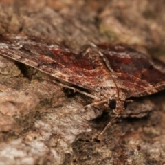 Epyaxa subidaria at Melba, ACT - 26 Apr 2021 10:16 PM