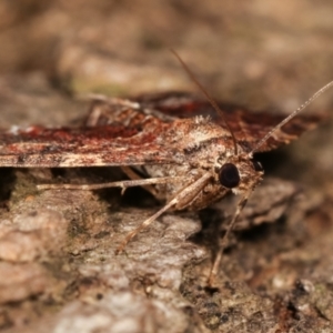 Epyaxa subidaria at Melba, ACT - 26 Apr 2021 10:16 PM