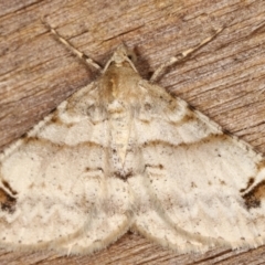 Syneora hemeropa (Ring-tipped Bark Moth) at Melba, ACT - 26 Apr 2021 by kasiaaus