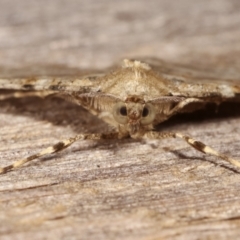 Syneora hemeropa at Melba, ACT - 26 Apr 2021 10:19 PM