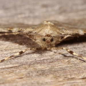 Syneora hemeropa at Melba, ACT - 26 Apr 2021 10:19 PM