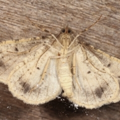 Syneora hemeropa at Melba, ACT - 26 Apr 2021 10:19 PM