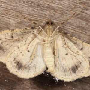 Syneora hemeropa at Melba, ACT - 26 Apr 2021 10:19 PM