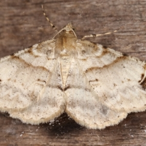 Syneora hemeropa at Melba, ACT - 26 Apr 2021 10:19 PM