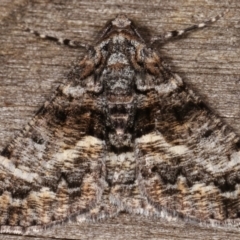 Gastrinodes argoplaca (Cryptic Bark Moth) at Melba, ACT - 26 Apr 2021 by kasiaaus