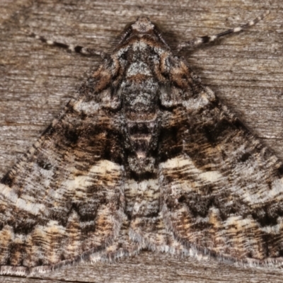 Gastrinodes argoplaca (Cryptic Bark Moth) at Melba, ACT - 26 Apr 2021 by kasiaaus