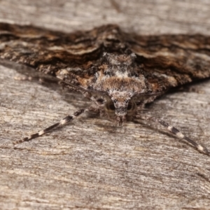 Gastrinodes argoplaca at Melba, ACT - 26 Apr 2021