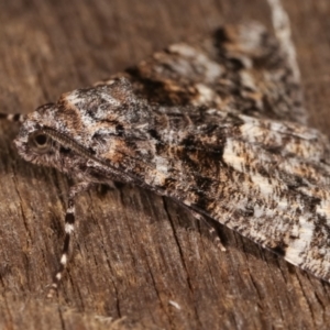 Gastrinodes argoplaca at Melba, ACT - 26 Apr 2021