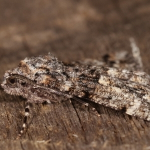 Gastrinodes argoplaca at Melba, ACT - 26 Apr 2021