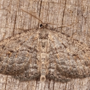 Zermizinga sinuata at Melba, ACT - 26 Apr 2021