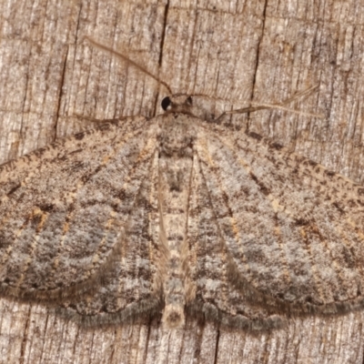 Zermizinga sinuata (Lucerne Looper, Spider Moth) at Melba, ACT - 26 Apr 2021 by kasiaaus