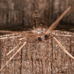 Zermizinga sinuata at Melba, ACT - 26 Apr 2021 11:23 PM