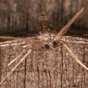 Zermizinga sinuata at Melba, ACT - 26 Apr 2021