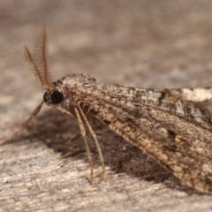 Zermizinga sinuata at Melba, ACT - 26 Apr 2021