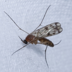 Pyrtaula sp. (genus) at Melba, ACT - 26 Apr 2021 11:24 PM