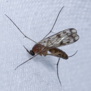 Pyrtaula sp. (genus) at Melba, ACT - 26 Apr 2021