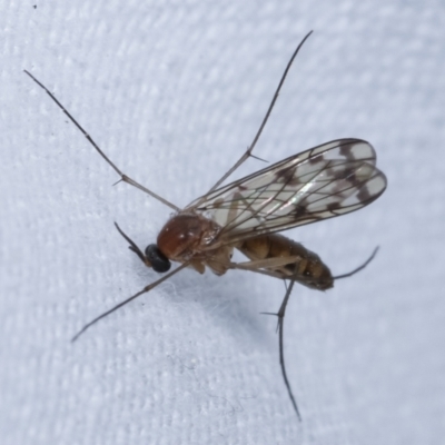 Pyrtaula sp. (genus) (a fungus gnat) at Melba, ACT - 26 Apr 2021 by kasiaaus