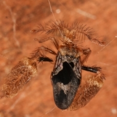 Ptilocnemus sidnicus at Belconnen, ACT - 27 Apr 2021