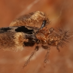 Ptilocnemus sidnicus at Belconnen, ACT - 27 Apr 2021