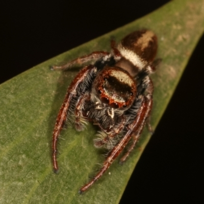 Opisthoncus grassator (Jumping spider) at Lake Ginninderra - 27 Apr 2021 by kasiaaus