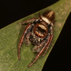 Opisthoncus grassator (Jumping spider) at Belconnen, ACT - 27 Apr 2021 by kasiaaus